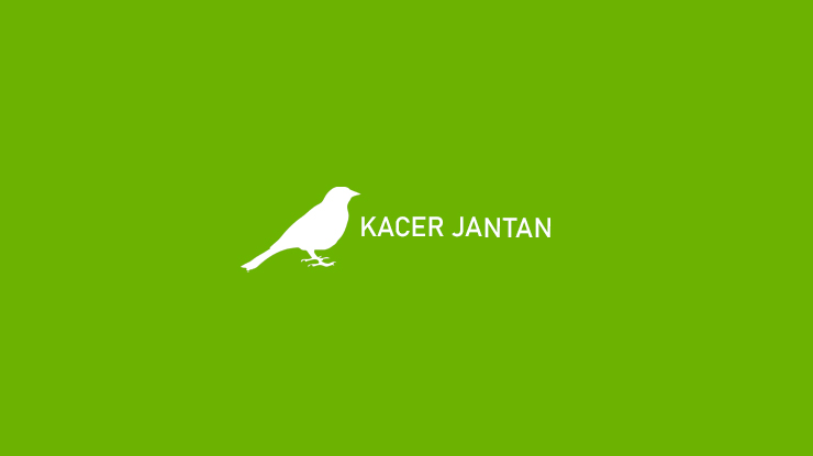 Kacer Jantan